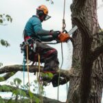 Arborist som kapar grenar på träd